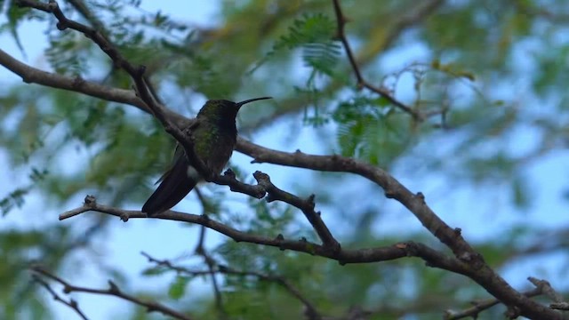 Puerto Rican Mango - ML652552835