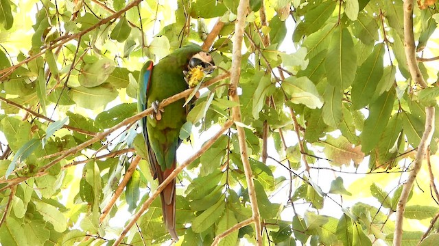 Chestnut-fronted Macaw - ML652552836