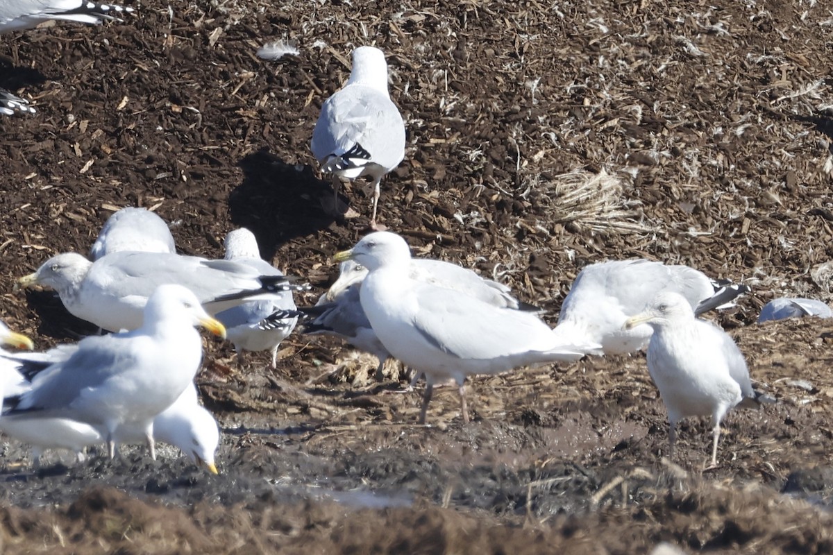 Iceland Gull - ML652553085