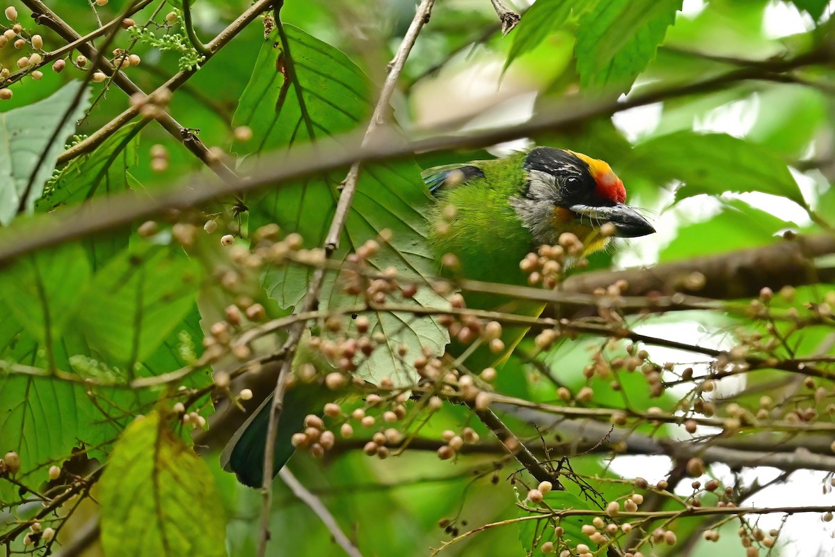 Golden-throated Barbet (Himalayan) - ML652553097