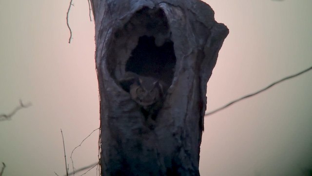 Great Horned Owl - ML652553100