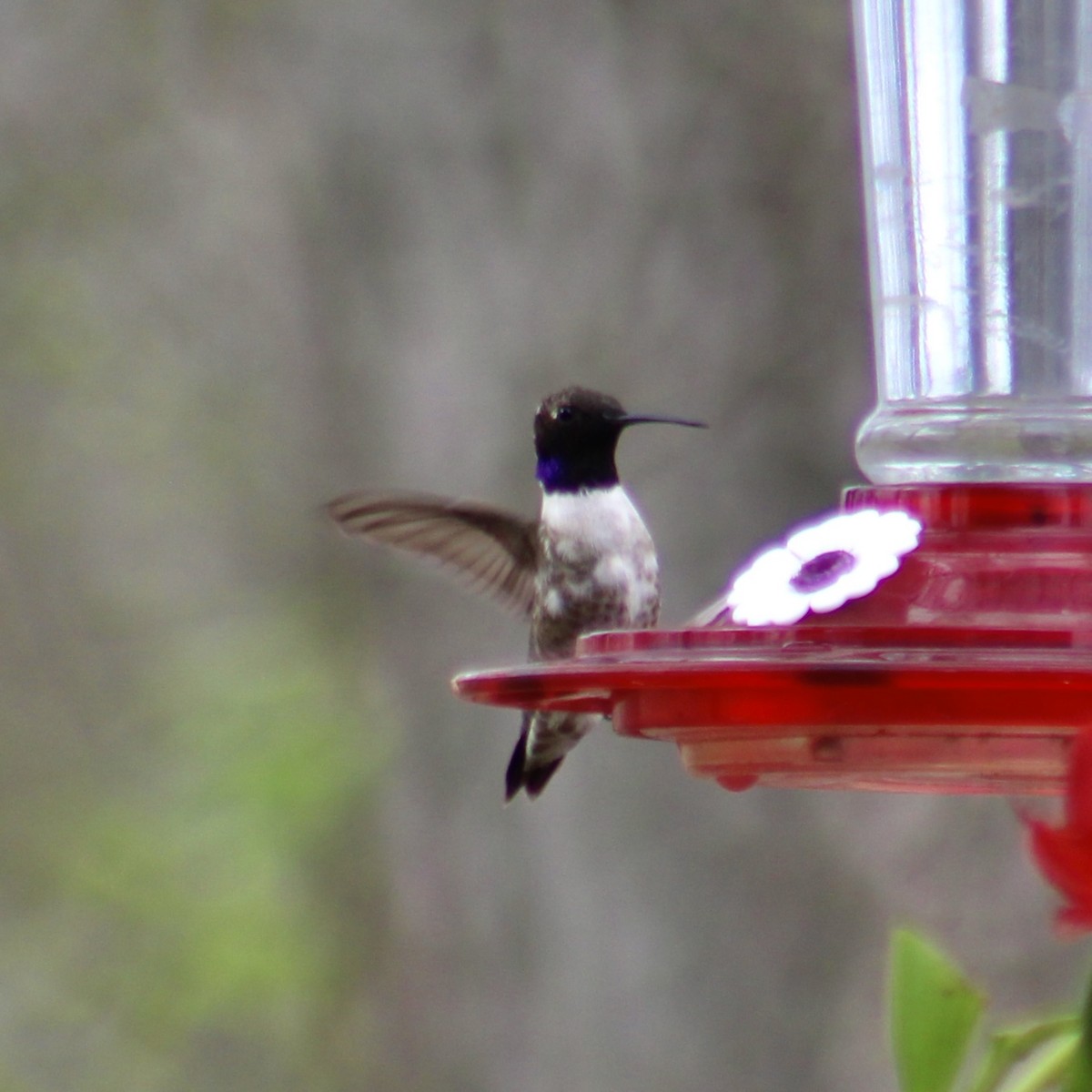 Kara Boğazlı Kolibri - ML652553140