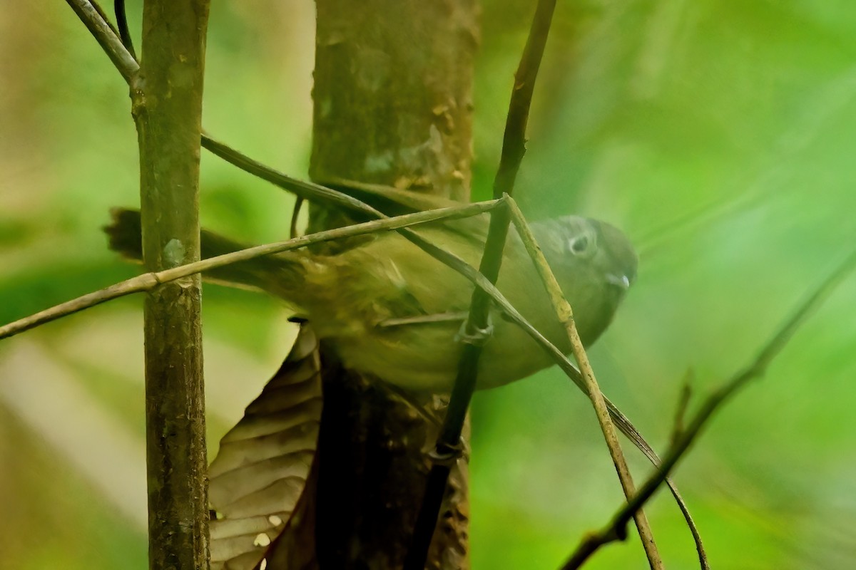 Yunnan Fulvetta - ML652553156