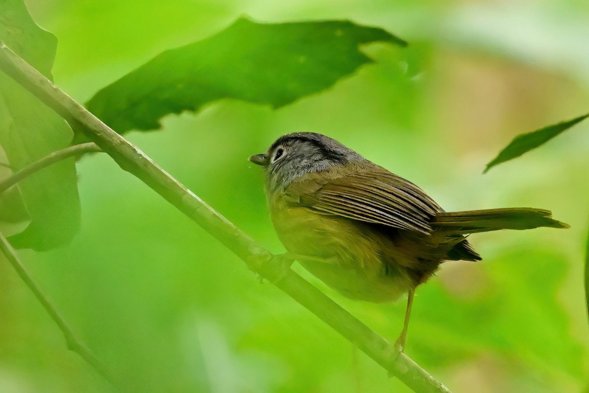 Yunnan Fulvetta - ML652553157
