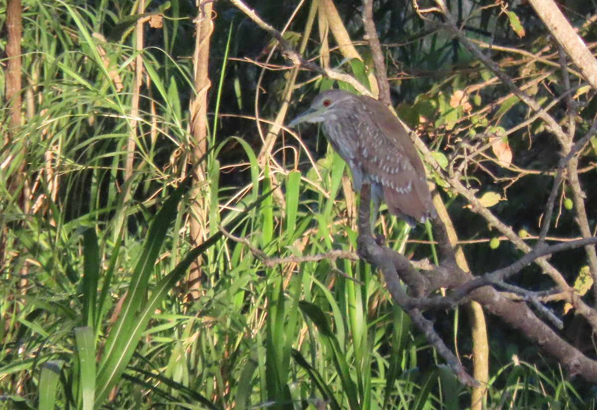 Black-crowned Night Heron - ML652553159