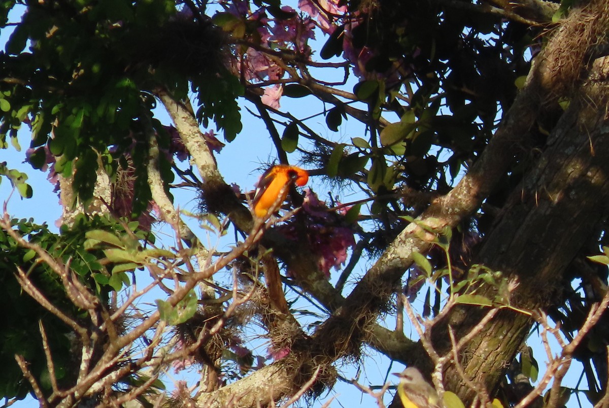 Spot-breasted Oriole - ML652553202