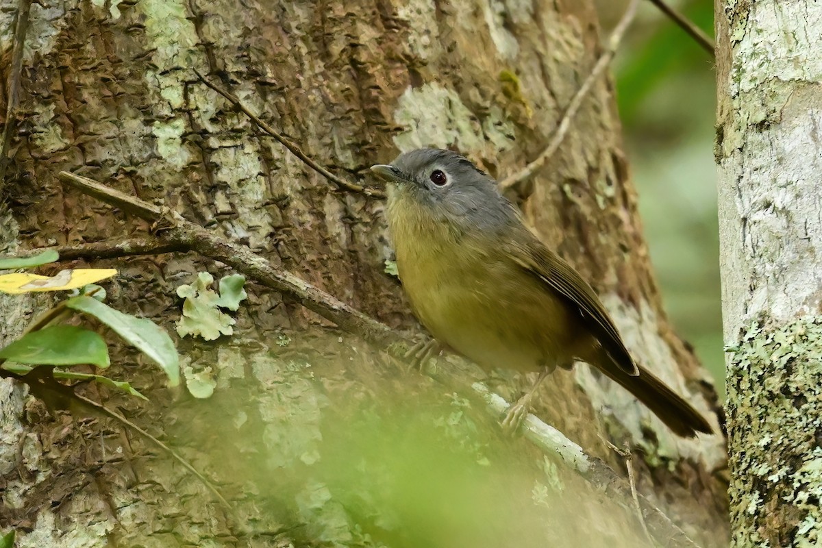 Yunnan Fulvetta - ML652553229