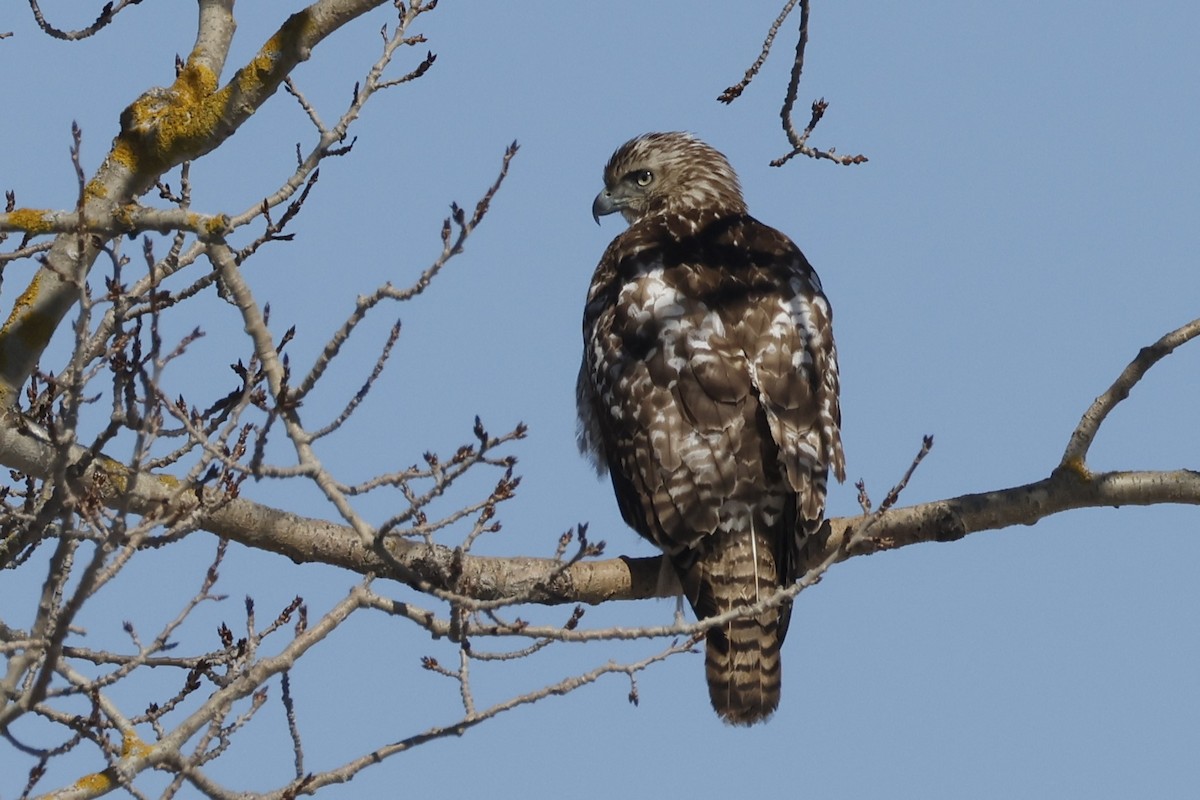 Red-tailed Hawk - ML652553241