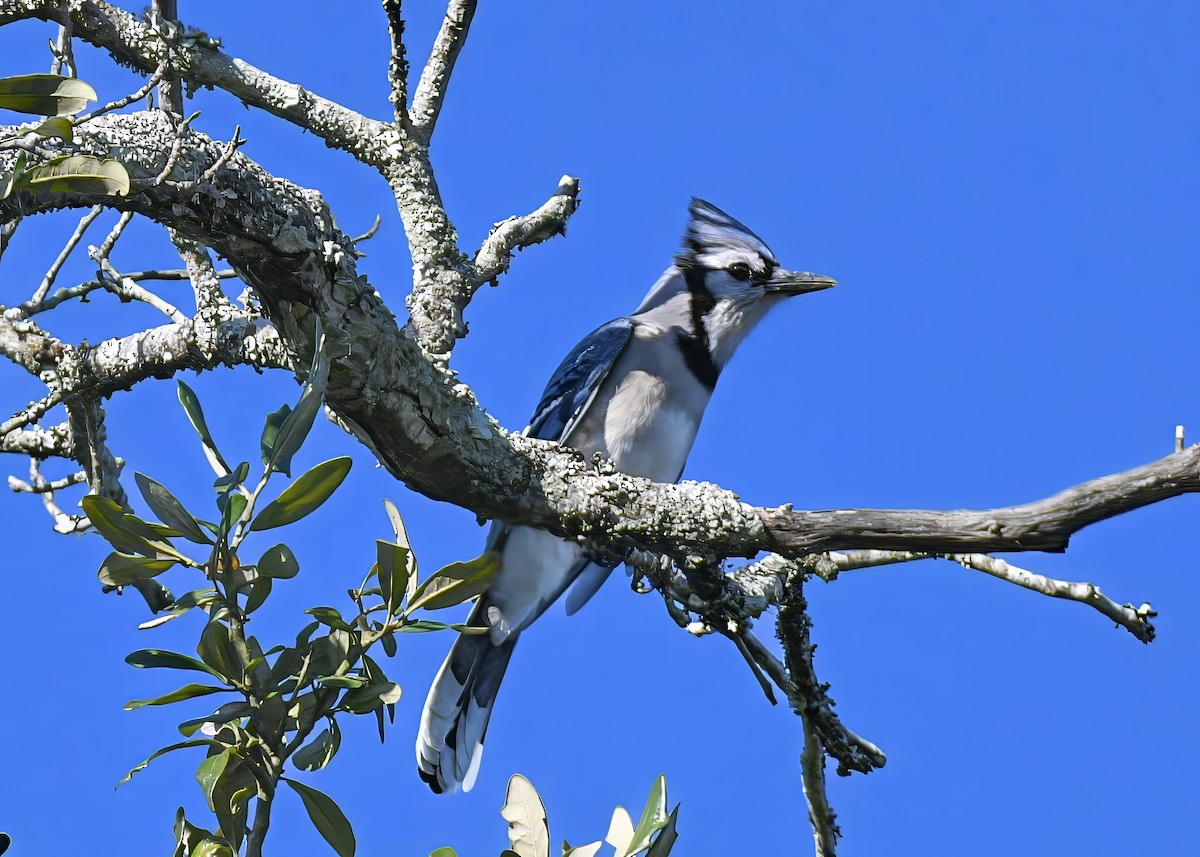 Blue Jay - ML652553256