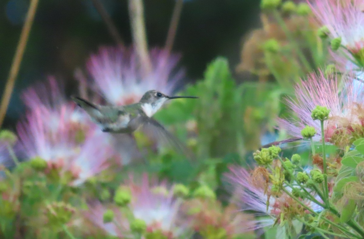 Ruby-throated Hummingbird - ML652553262