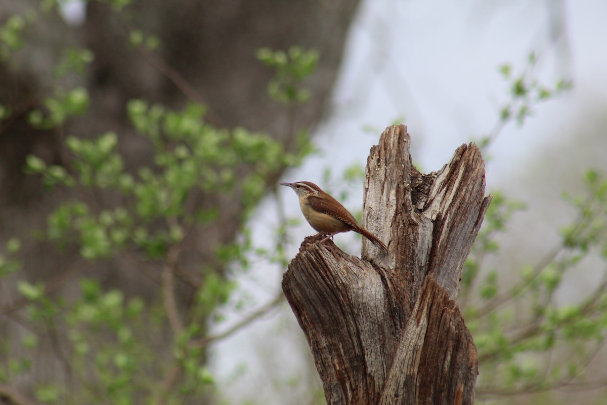 Karolina Çıtkuşu - ML652553263