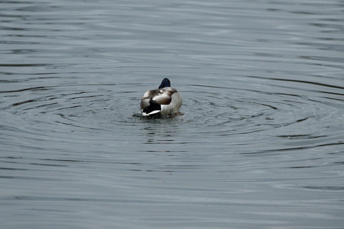 Mallard - ML652553302