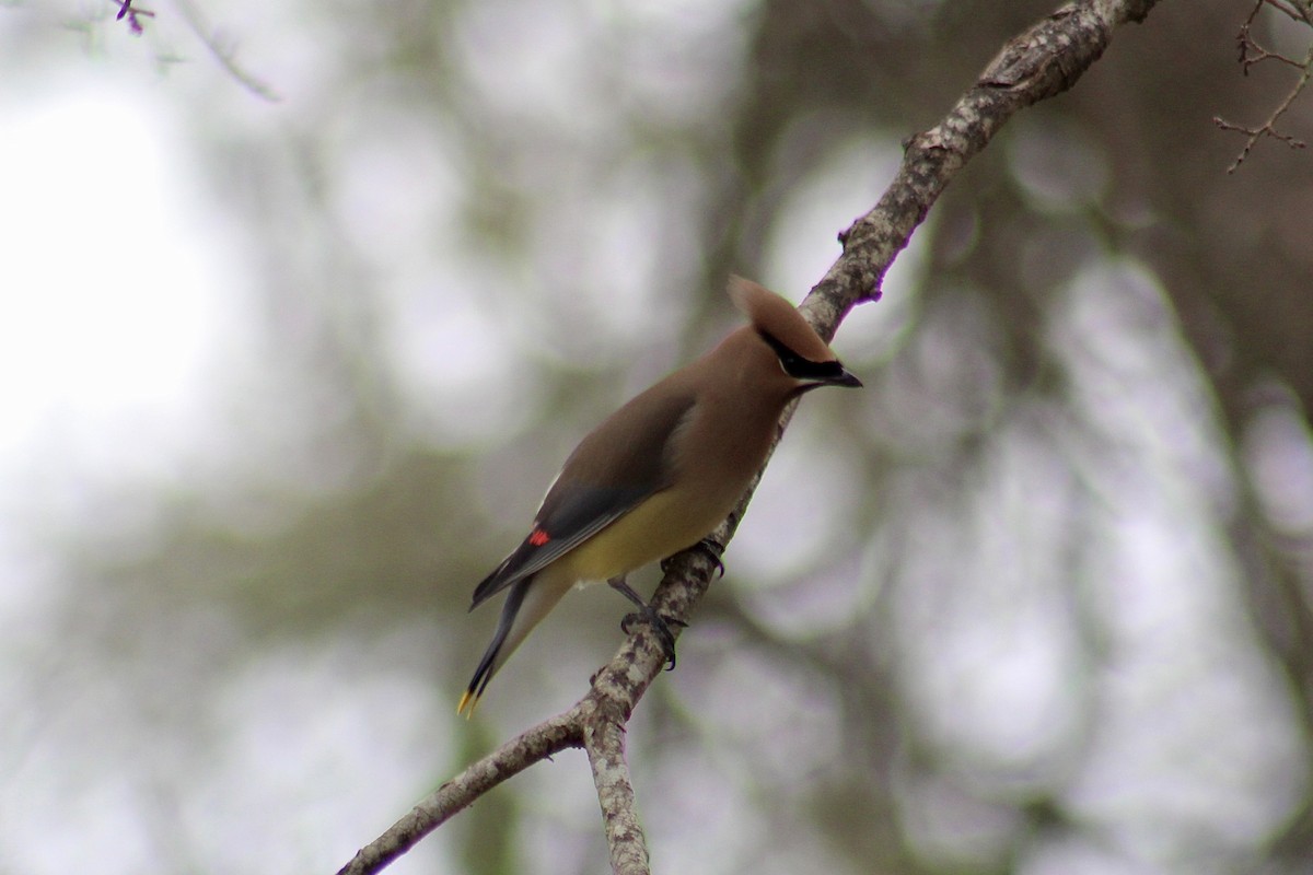 Sedir İpekkuyruğu - ML652553308