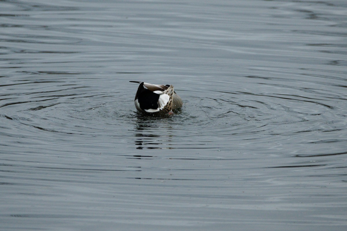 Mallard - ML652553310