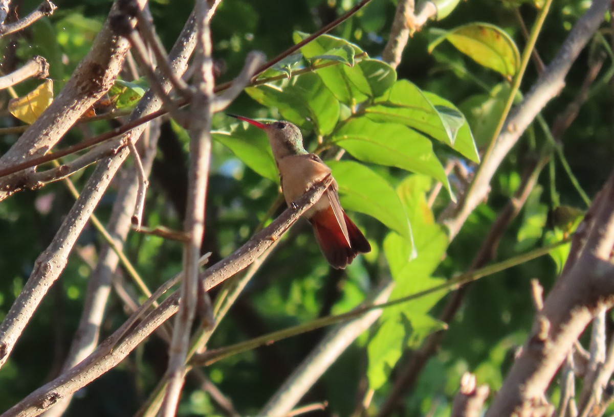 Cinnamon Hummingbird - ML652553316