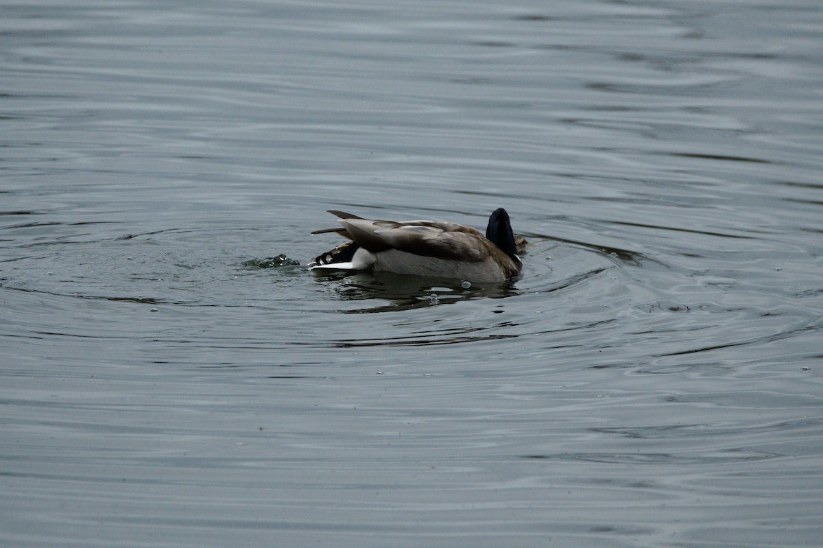 Mallard - ML652553317