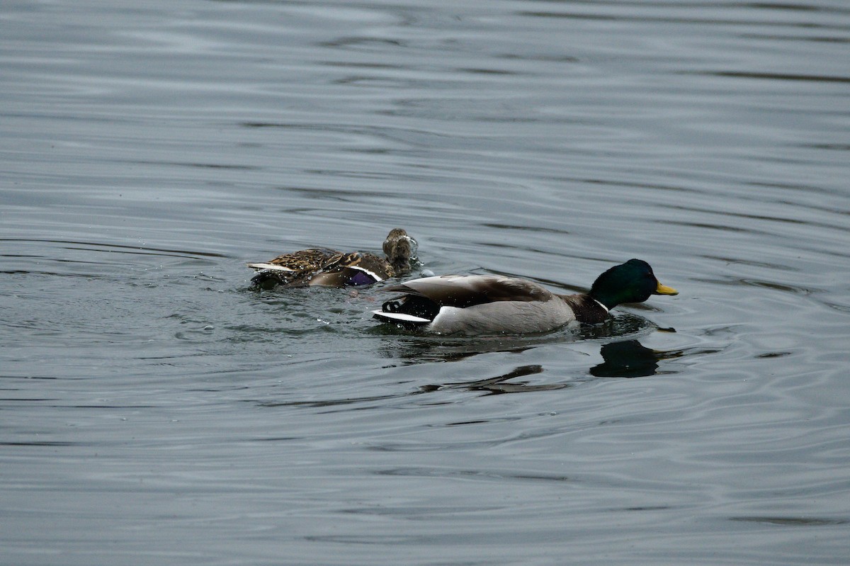 Mallard - ML652553332