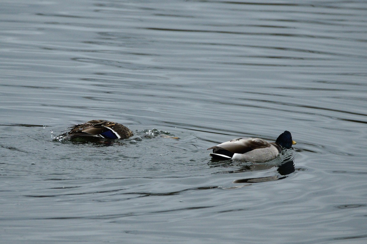 Mallard - ML652553340