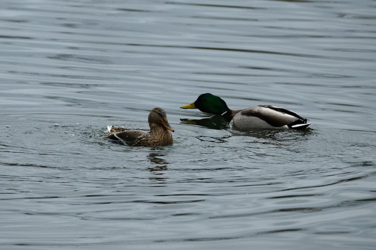 Mallard - ML652553353