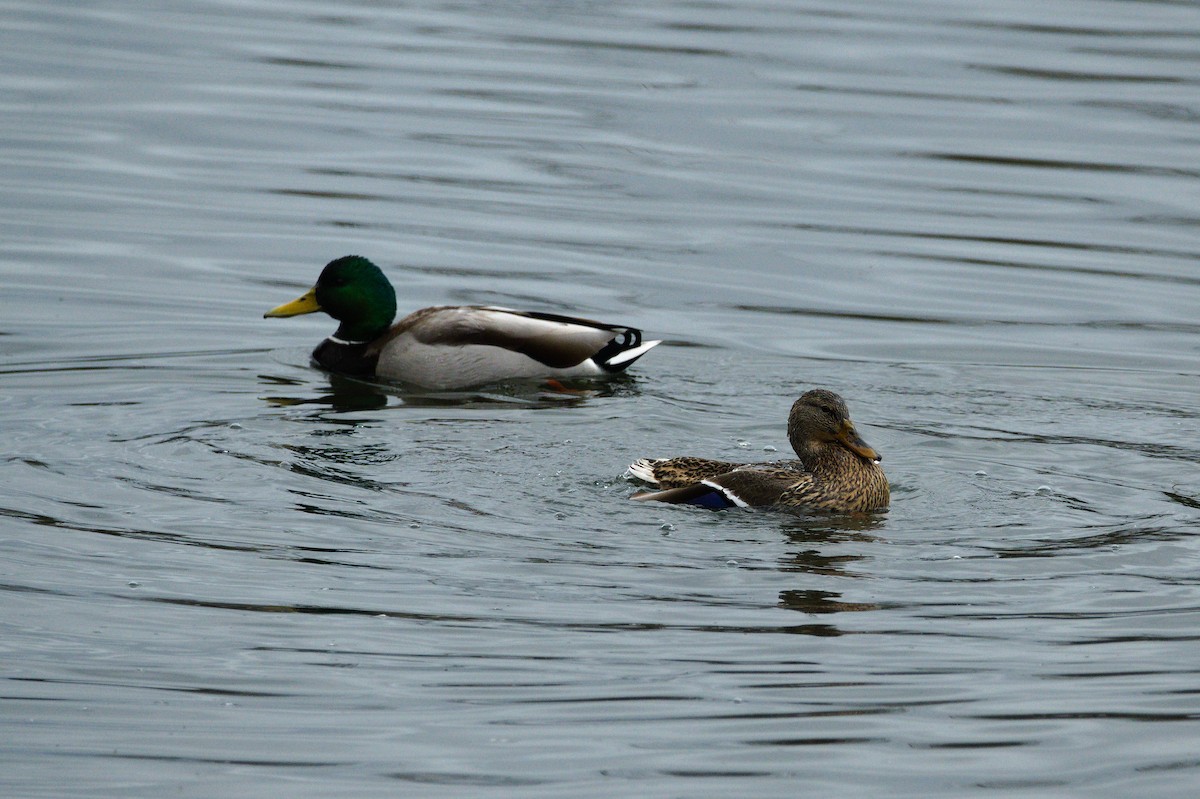 Mallard - ML652553366