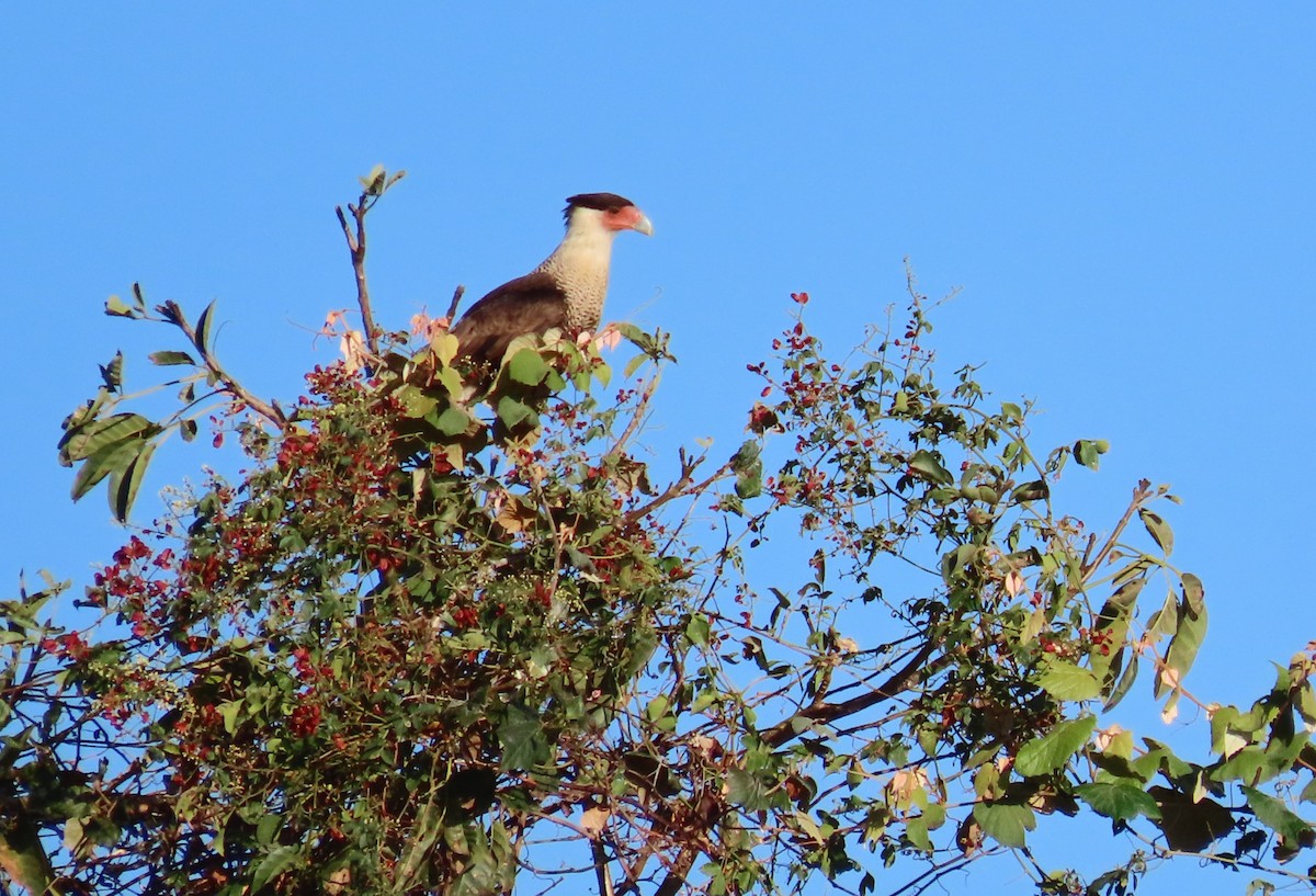 Crested Caracara - ML652553380