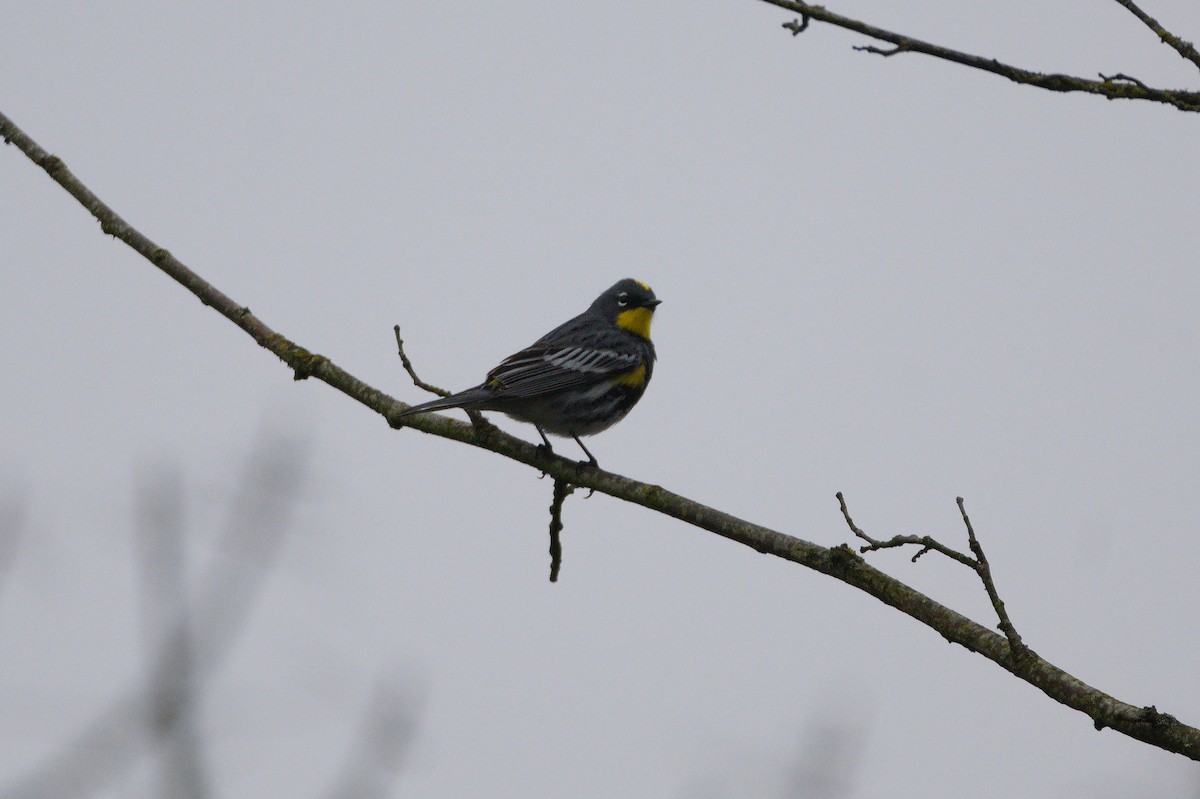 Yellow-rumped Warbler (Audubon's) - ML652553405