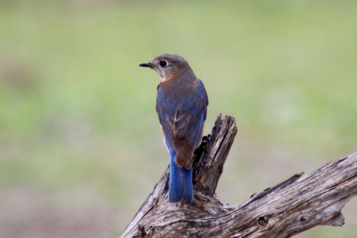 Doğulu Mavi Ardıç - ML652553409