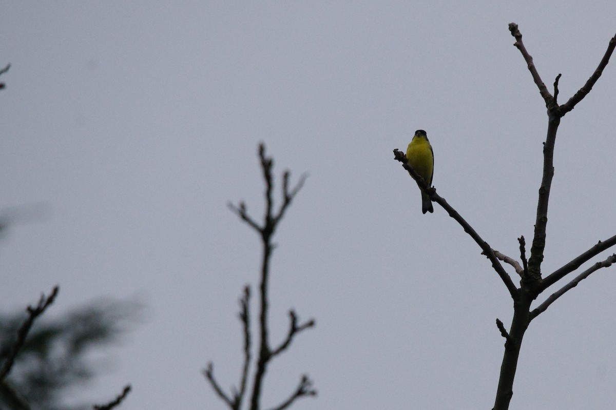 Lesser Goldfinch - ML652553427