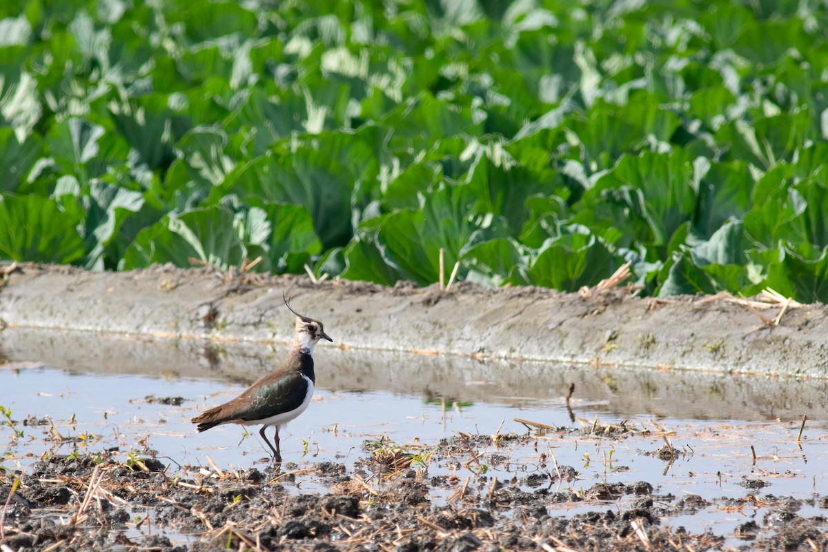 Kızkuşu - ML652553431