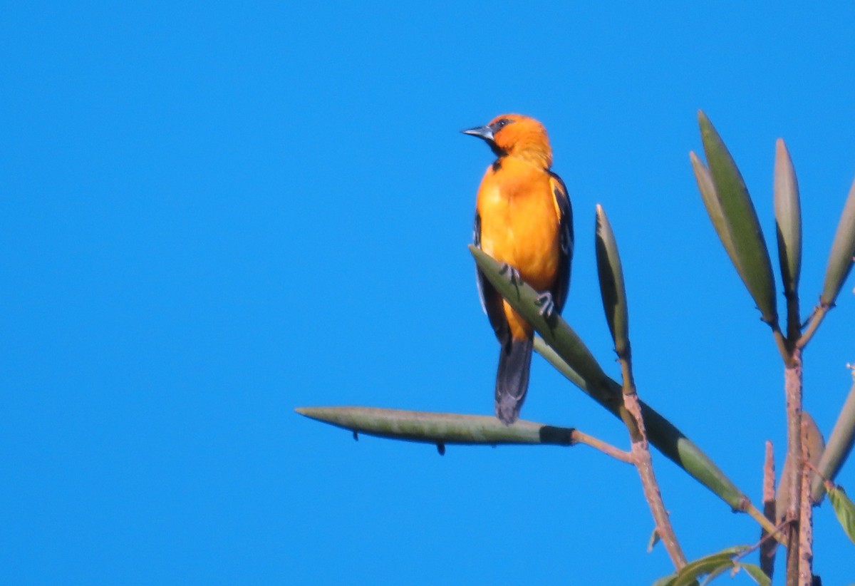 Altamira Oriole - ML652553433