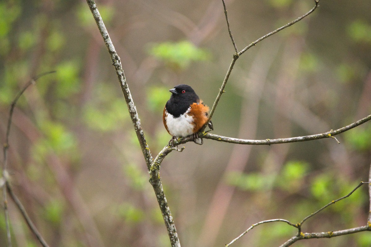 Spotted Towhee - ML652553450