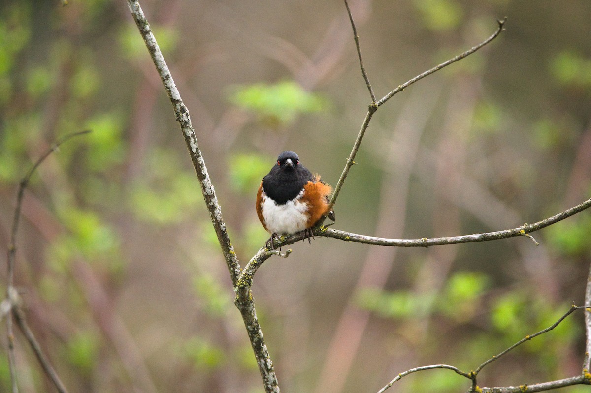 Spotted Towhee - ML652553454