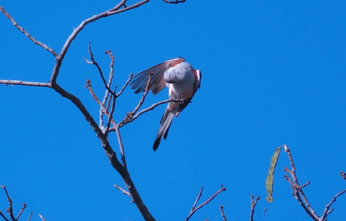Scissor-tailed Flycatcher - ML652553501
