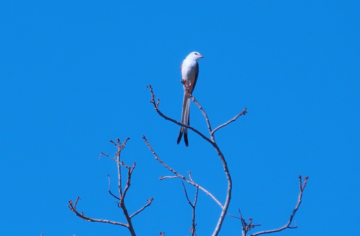 Scissor-tailed Flycatcher - ML652553502