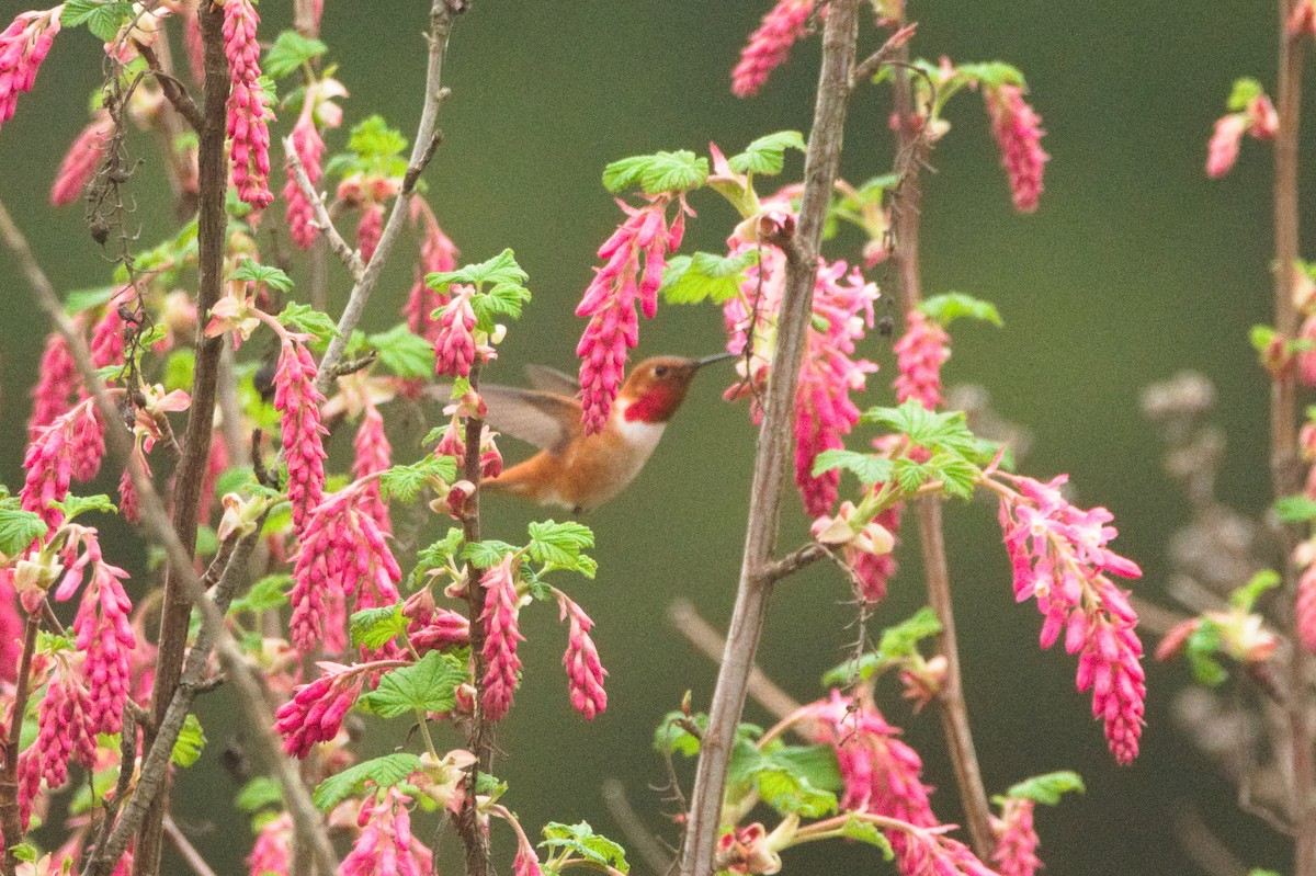 Rufous Hummingbird - ML652553508
