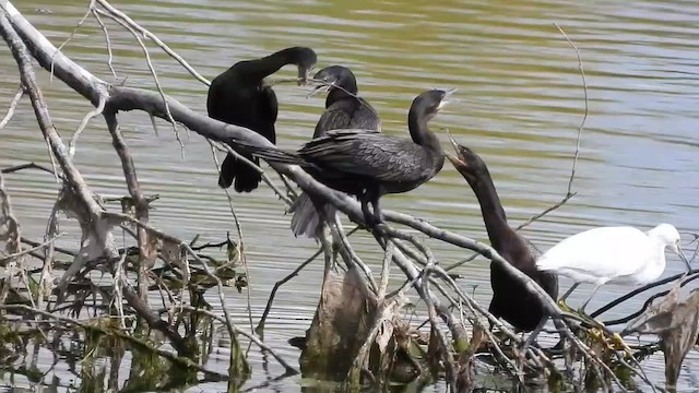 Neotropic Cormorant - ML652553513