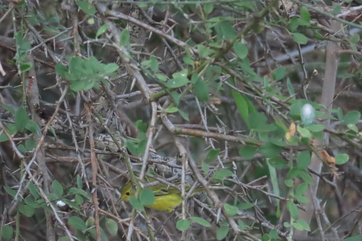 סבכון צהוב/סבכון מנגרובים - ML652553534