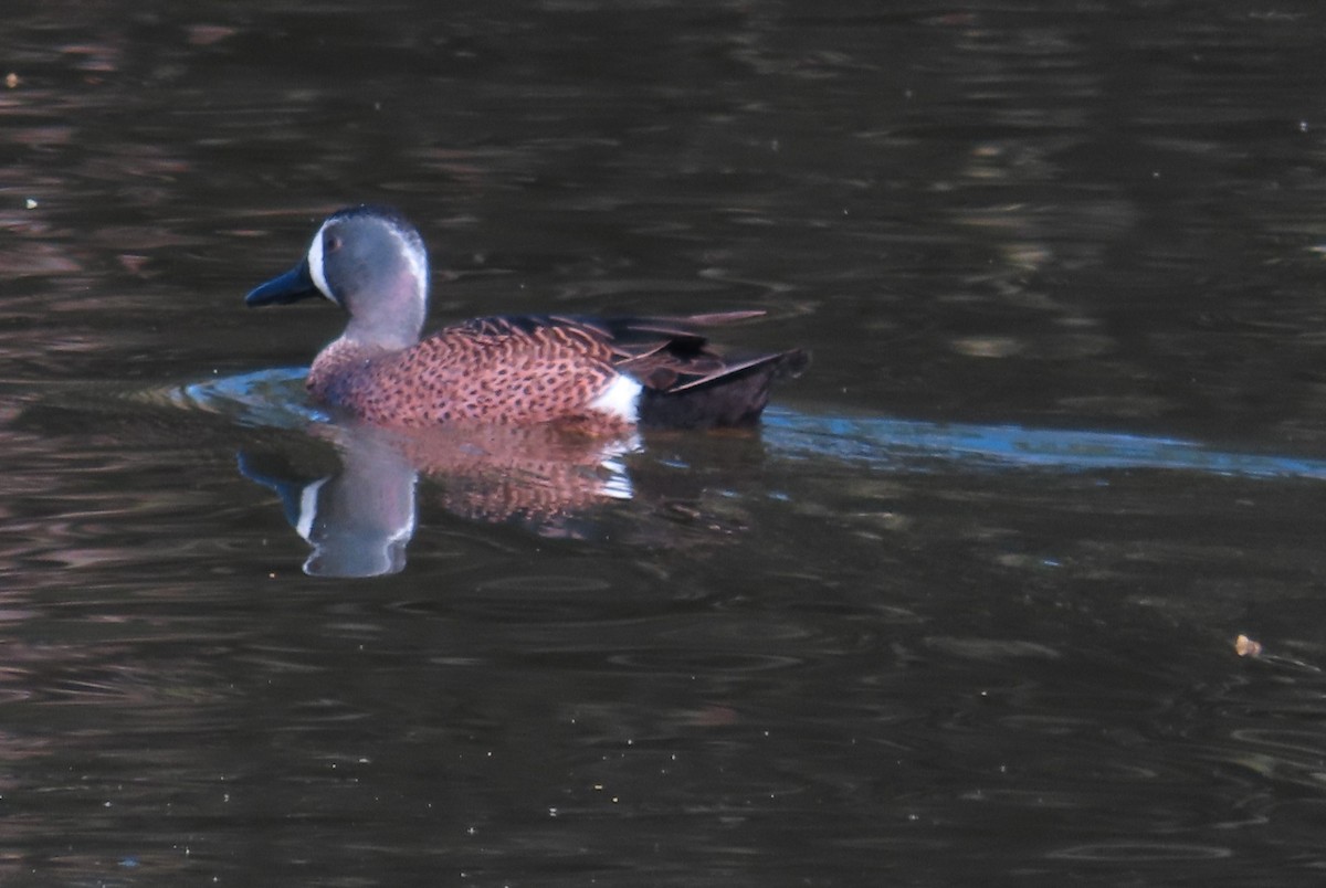 Blue-winged Teal - ML652553617