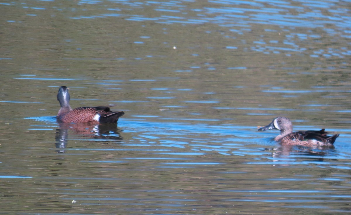 Blue-winged Teal - ML652553619
