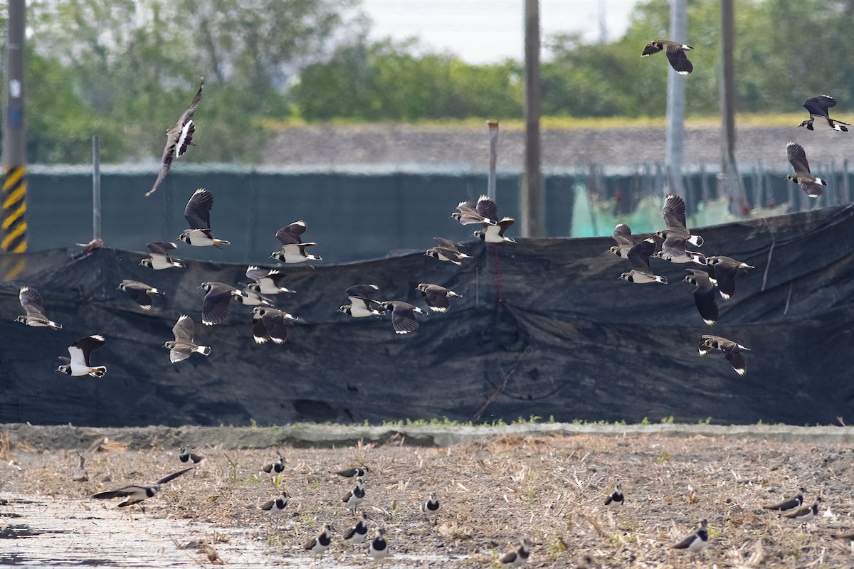 Kızkuşu - ML652553625