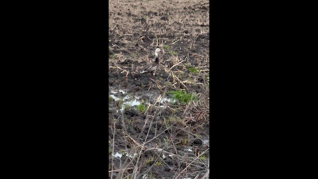 אווז שלג - ML652553645