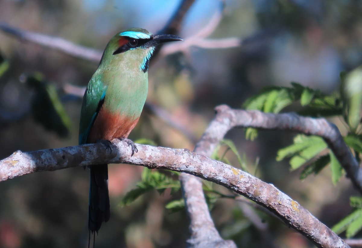 Turquoise-browed Motmot - ML652553692
