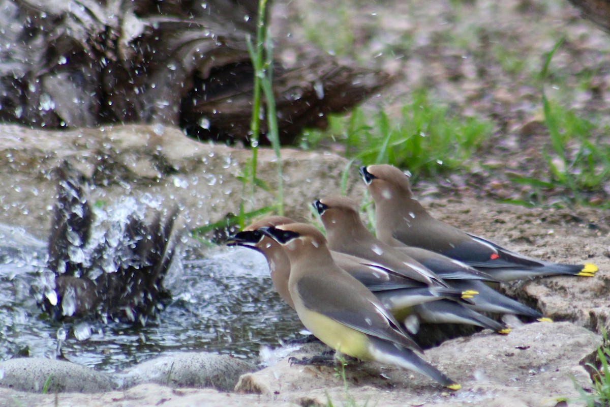 Sedir İpekkuyruğu - ML652553694