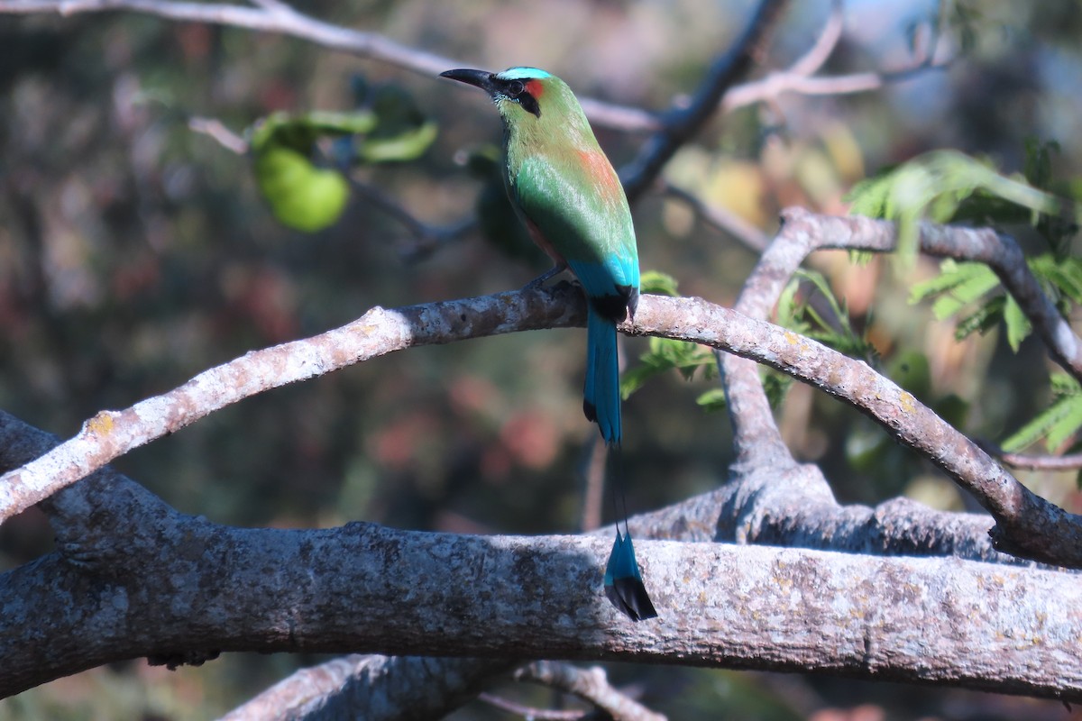 Turquoise-browed Motmot - ML652553695