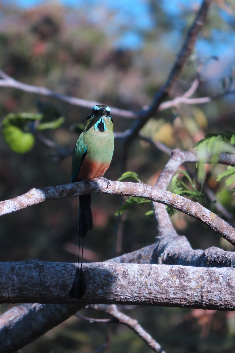Turquoise-browed Motmot - ML652553696