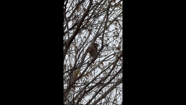 Barred Owl - ML652553736