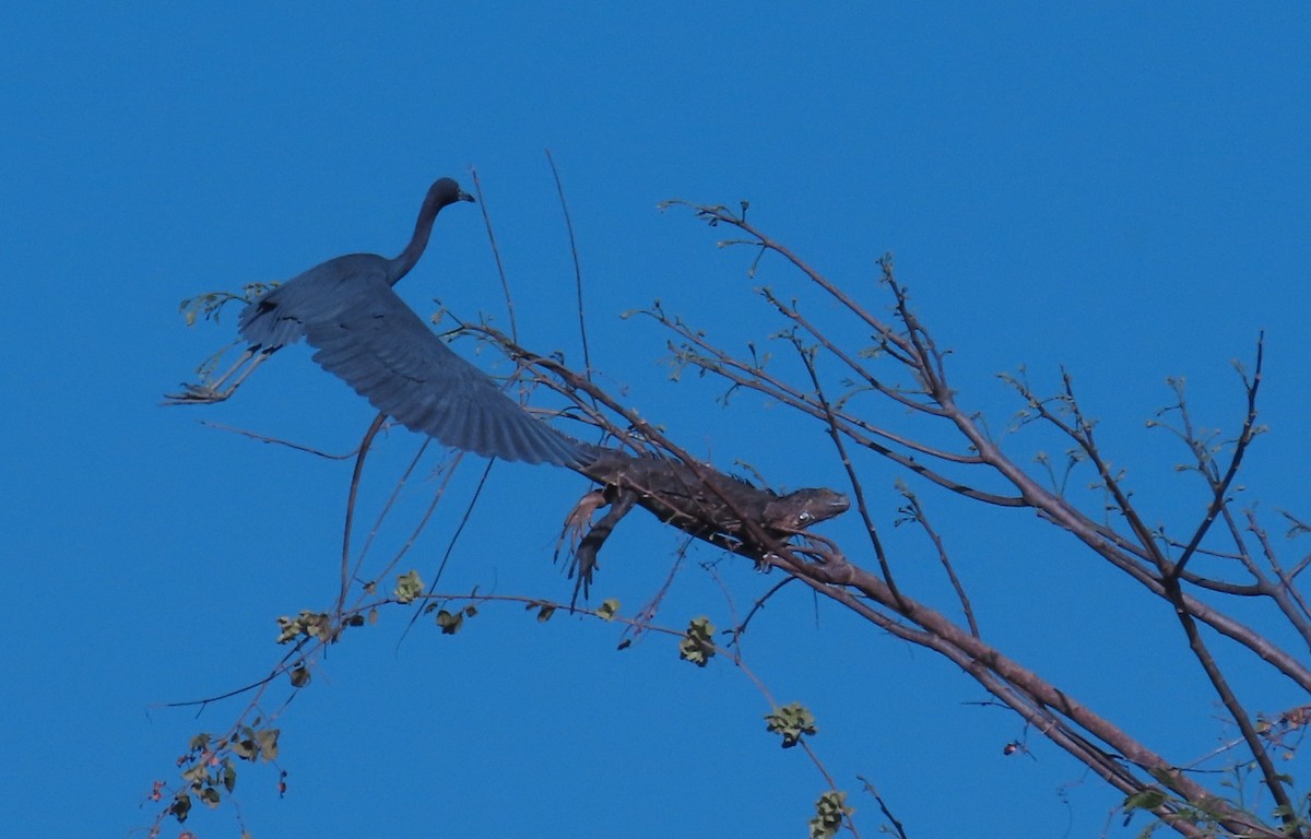 Little Blue Heron - ML652553769
