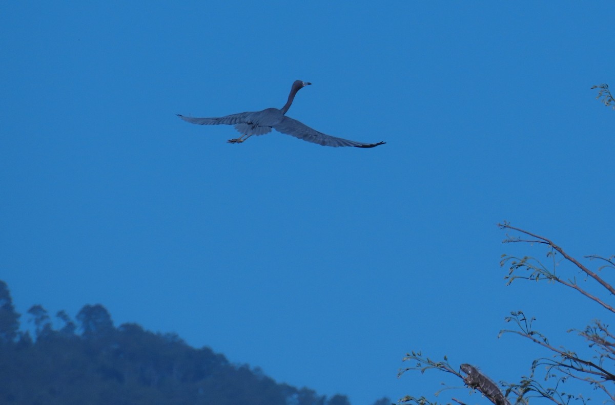 Little Blue Heron - ML652553770