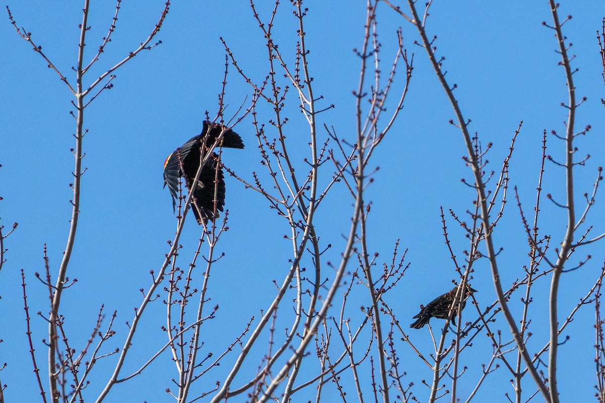 Red-winged Blackbird - ML652553785