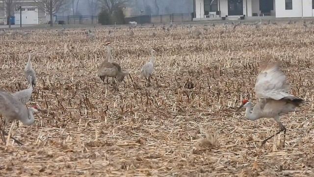 עגור קנדי - ML652553892